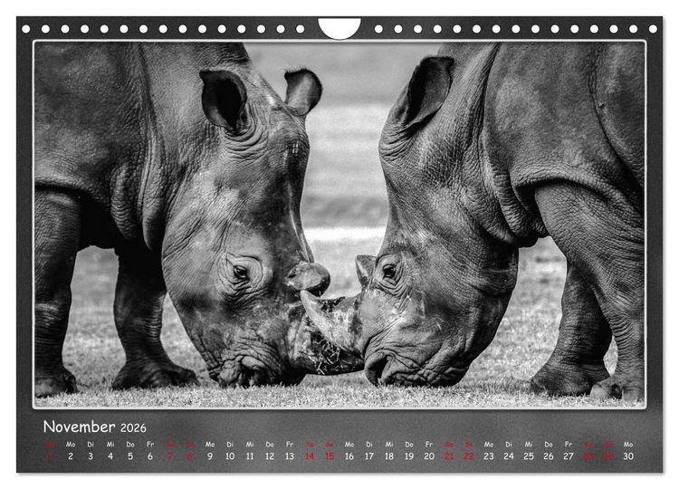 Produktbild: Tieren ins Gesicht geschaut (Wandkalender 2026 DIN A4 quer), CALVENDO Monatskalender