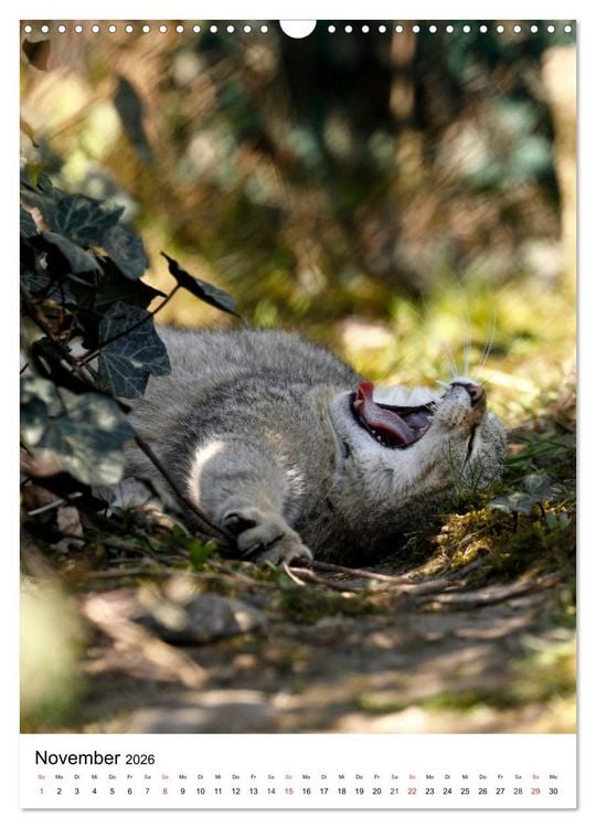 Produktbild: Kleine Tiger im Wald (Wandkalender 2026 DIN A3 hoch), CALVENDO Monatskalender