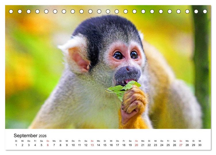 Produktbild: Totenkopfaffen (Tischkalender 2026 DIN A5 quer), CALVENDO Monatskalender