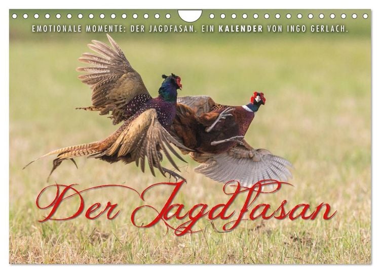 Produktbild: Emotionale Momente: Der Jagdfasan. (Wandkalender 2026 DIN A4 quer), CALVENDO Monatskalender