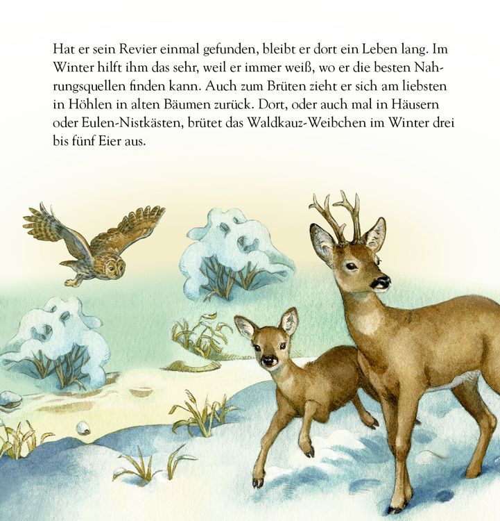 Produktbild: Die Tiere im Winterwald und ..., Zettel-Adventskalender