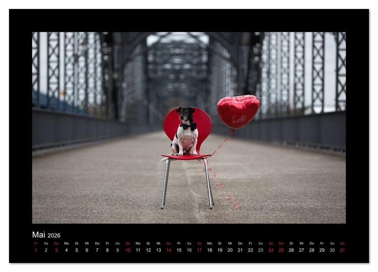 Produktbild: Jack Russell Terrier.....Ein Verwandlungsk&uuml;nstler namens Jake (hochwertiger Premium Wandkalender 2026 DIN A2 quer), Kunstdruck in Hochglanz