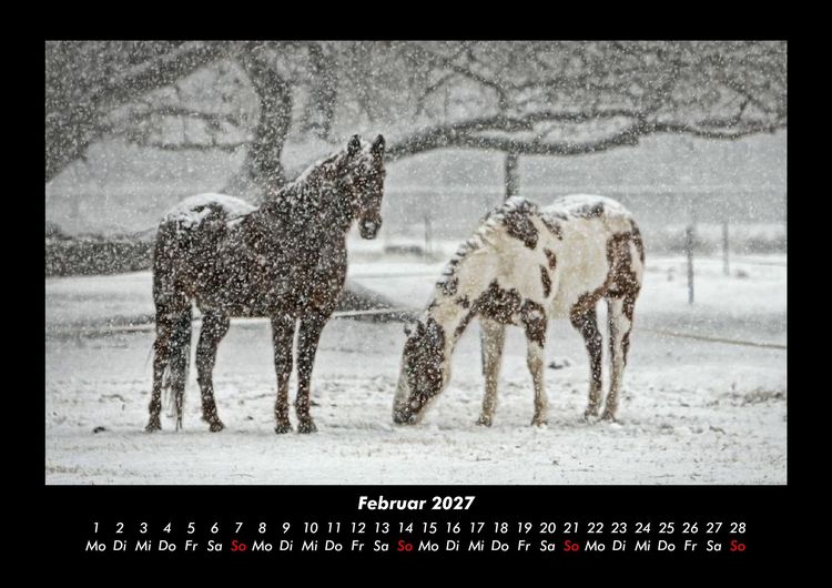 Produktbild: Die Welt der Pferde 2027 Fotokalender DIN A3