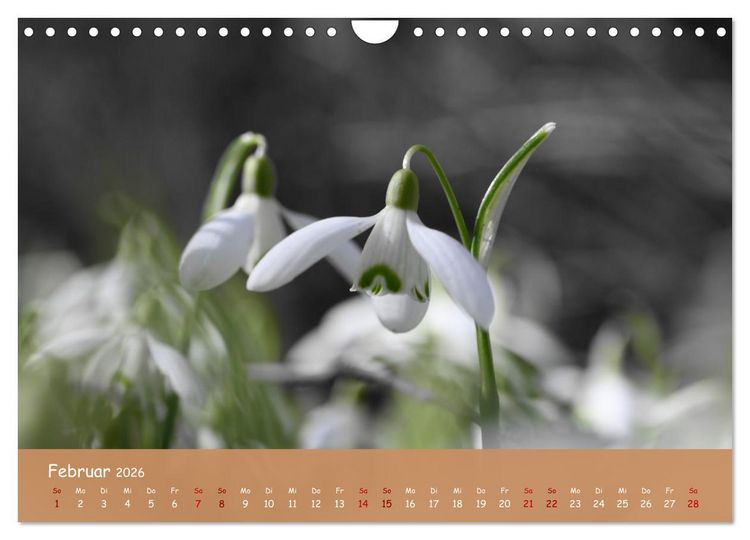 Produktbild: Der Zauber steckt immer im Detail (Wandkalender 2026 DIN A4 quer), CALVENDO Monatskalender