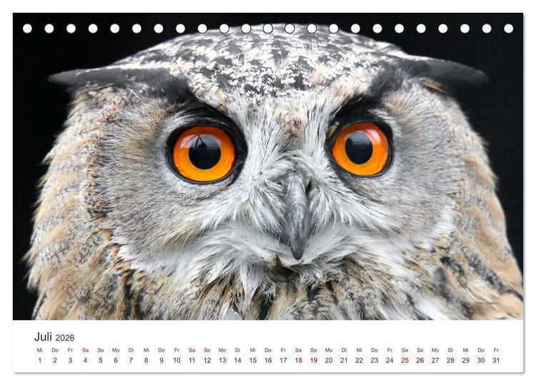 Produktbild: GREIFVOGEL- UND EULENPORTR&Auml;TS (Tischkalender 2026 DIN A5 quer), CALVENDO Monatskalender