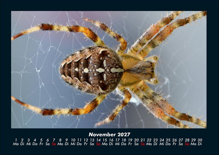 Produktbild: Tiere in der Wildnis 2027 Fotokalender DIN A4