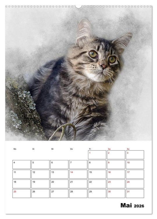 Produktbild: Maine Coon Katzen (Wandkalender 2026 DIN A2 hoch), CALVENDO Monatskalender