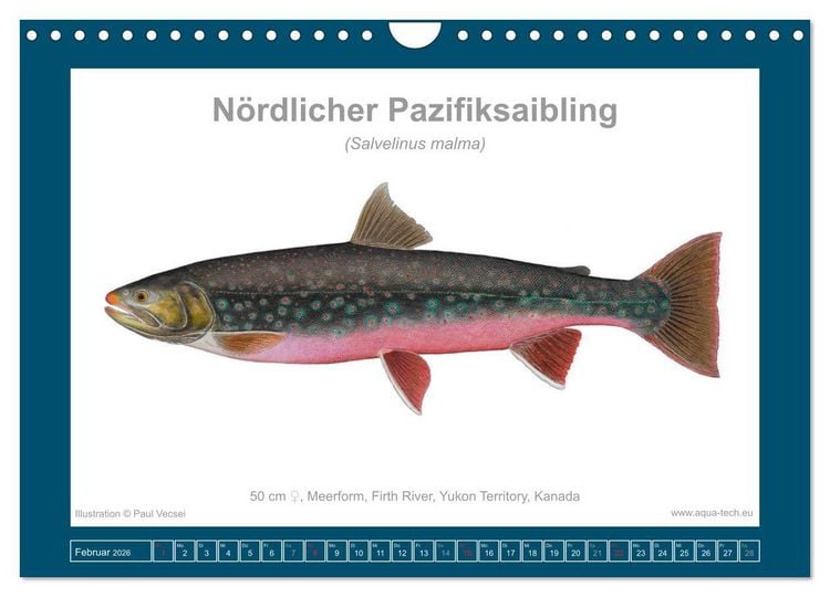 Produktbild: Fisch als Kunst 2026: Amerikanische Saiblinge (Wandkalender 2026 DIN A4 quer), CALVENDO Monatskalender
