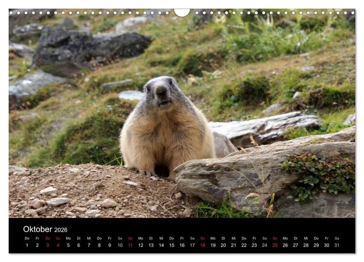Produktbild: Murmeltiere (Wandkalender 2026 DIN A3 quer), CALVENDO Monatskalender