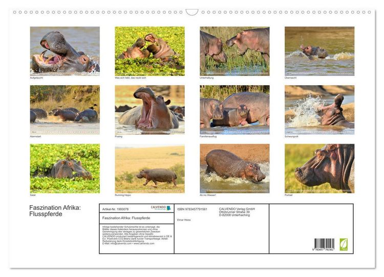 Produktbild: Faszination Afrika: Flusspferde (Wandkalender 2026 DIN A2 quer), CALVENDO Monatskalender