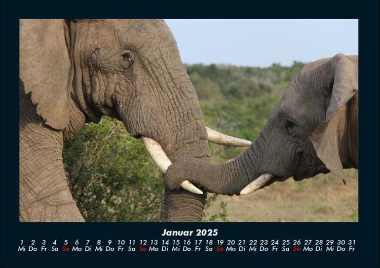 Produktbild: Der Elefantenkalender 2025 Fotokalender DIN A4