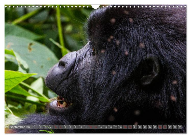 Produktbild: Gorillas ohne Nebel (Wandkalender 2026 DIN A3 quer), CALVENDO Monatskalender