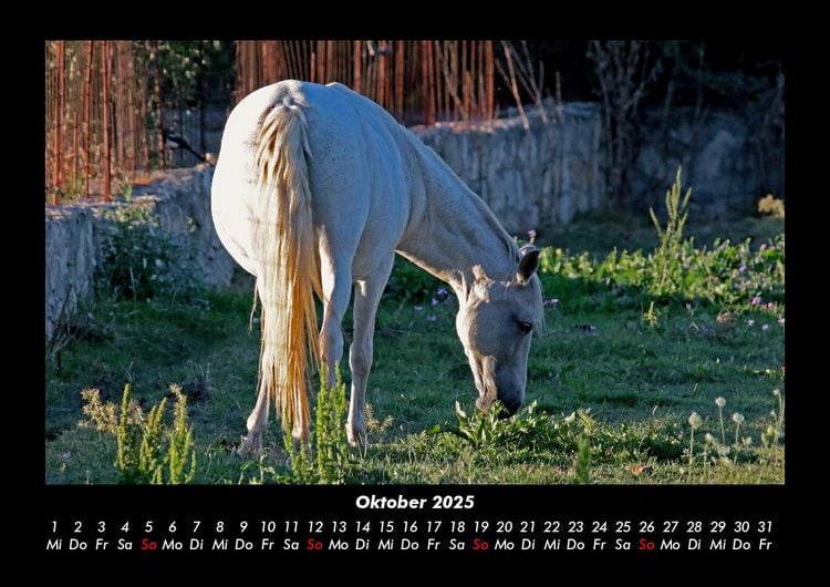 Produktbild: Die Welt der Pferde 2025 Fotokalender DIN A3