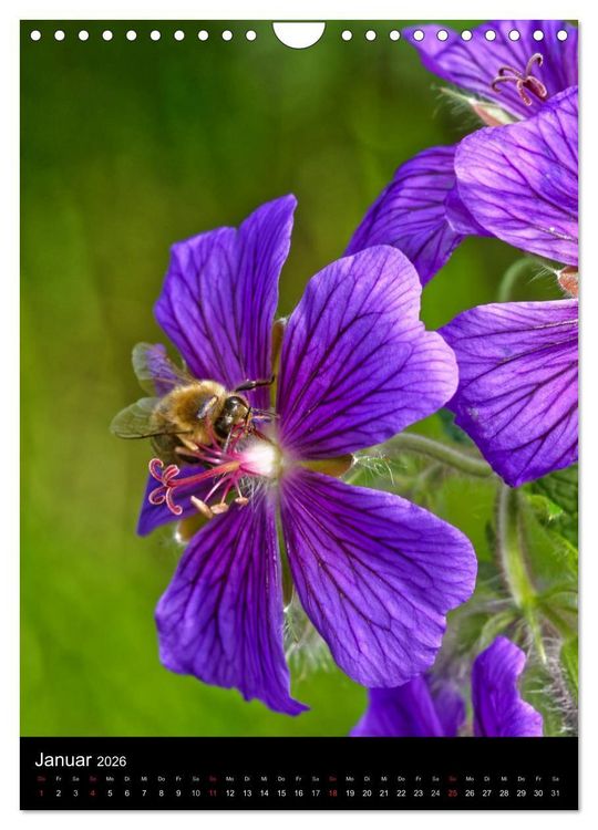 Produktbild: Bienen und Hummeln (Wandkalender 2026 DIN A4 hoch), CALVENDO Monatskalender