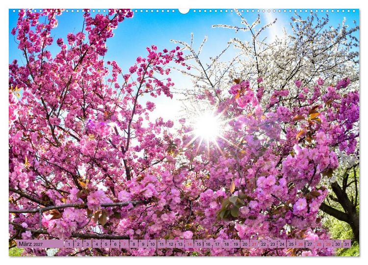 Produktbild: B&auml;ume sind Tr&auml;ume (hochwertiger Premium Wandkalender 2027 DIN A2 quer), Kunstdruck in Hochglanz