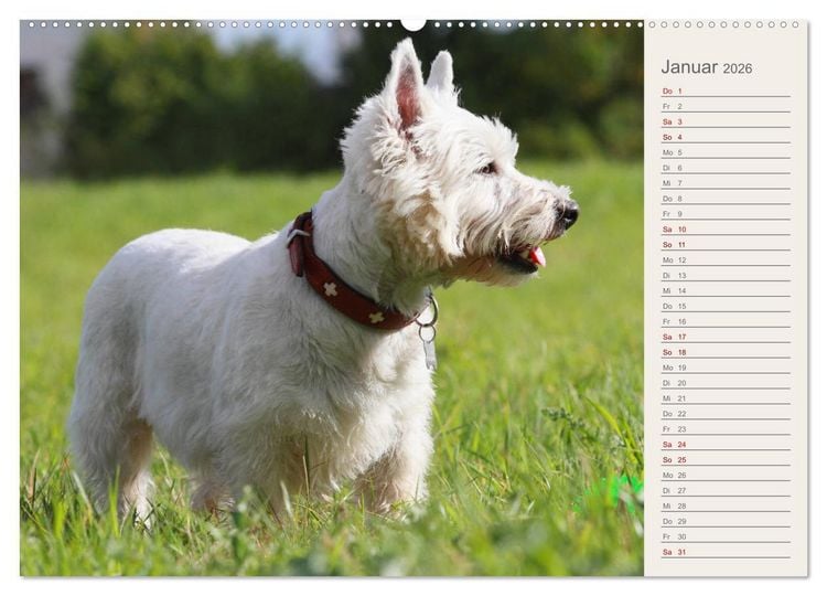 Produktbild: West Highland White Terrier - Selbstbewustes Powerpaket - der Westie (hochwertiger Premium Wandkalender 2026 DIN A2 quer), Kunstdruck in Hochglanz