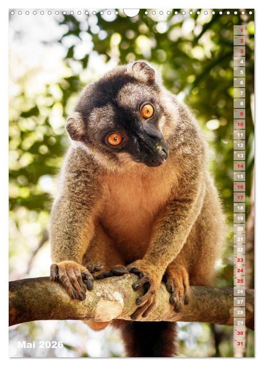 Produktbild: Safari hautnah - S&uuml;dliches und &ouml;stliches Afrika (Wandkalender 2026 DIN A3 hoch), CALVENDO Monatskalender