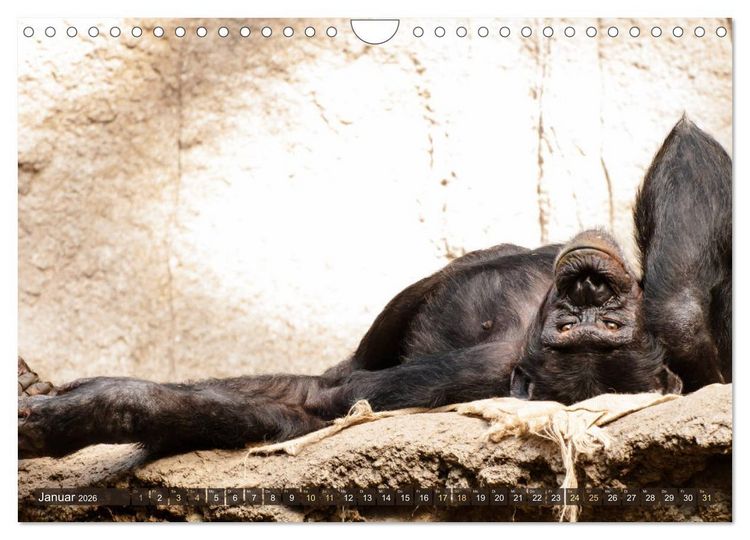 Produktbild: Wilde Tiere - Die sch&ouml;nsten Portraits (Wandkalender 2026 DIN A4 quer), CALVENDO Monatskalender