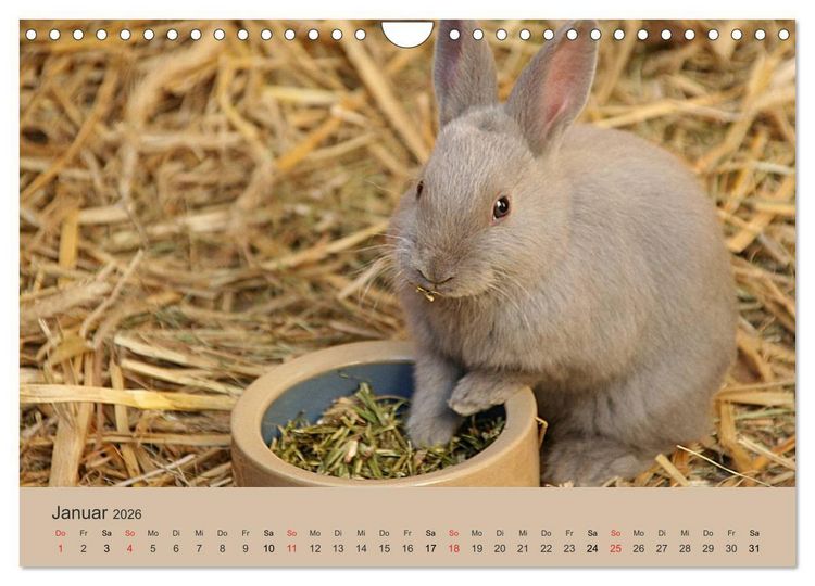 Produktbild: Rex - Kaninchen (Wandkalender 2026 DIN A4 quer), CALVENDO Monatskalender