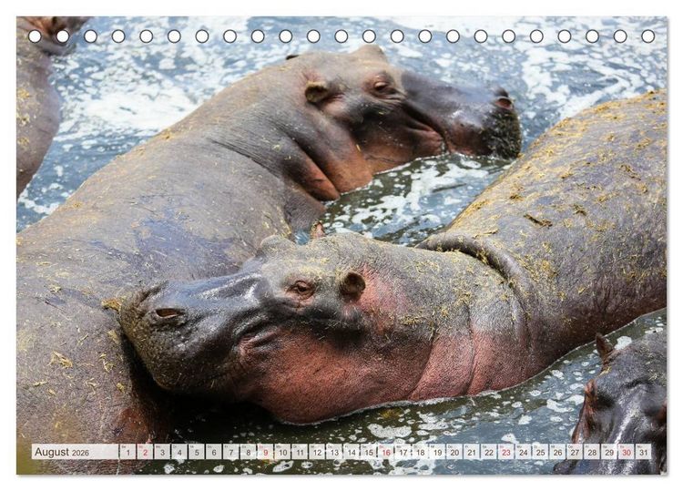 Produktbild: Tansania - Durch die Nationalparks Ostafrikas (Tischkalender 2026 DIN A5 quer), CALVENDO Monatskalender