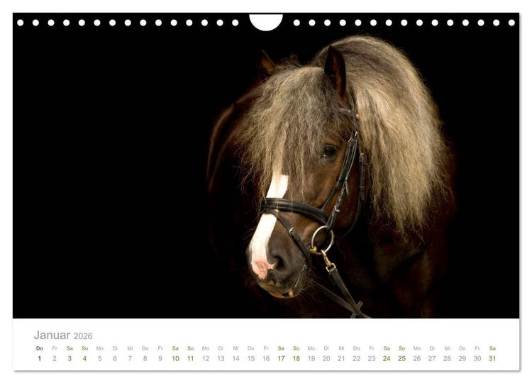 Produktbild: Faszination und Vielfalt - Schwarzw&auml;lder Kaltblut (Wandkalender 2026 DIN A4 quer), CALVENDO Monatskalender