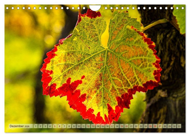 Produktbild: Farbenpr&auml;chtige Weinberge (Wandkalender 2026 DIN A4 quer), CALVENDO Monatskalender