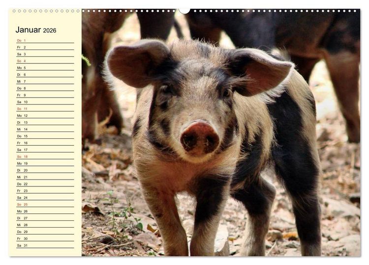 Produktbild: Von S&auml;uen die Schwein haben! (Wandkalender 2026 DIN A2 quer), CALVENDO Monatskalender