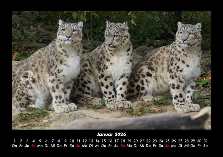 Produktbild: Welt der Tiere 2026 Fotokalender DIN A3