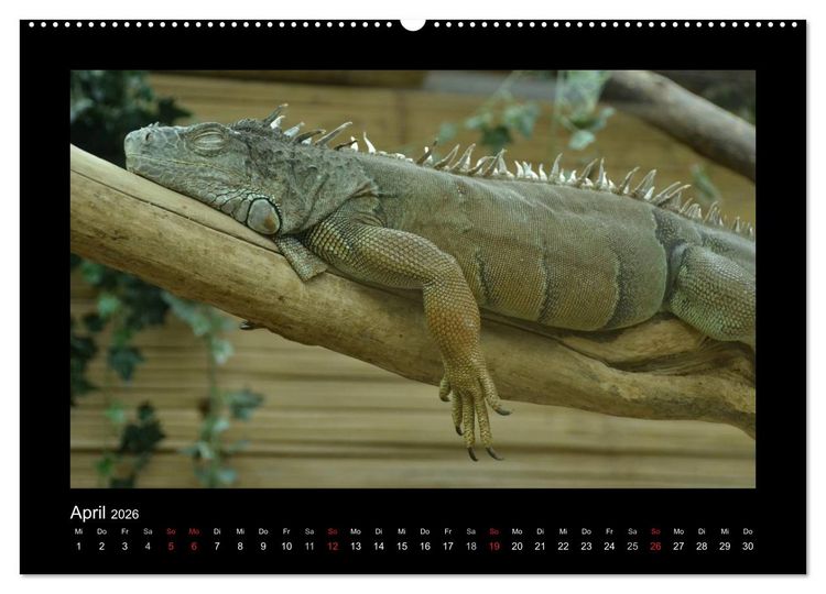 Produktbild: Bitte nicht st&ouml;ren... hier tr&auml;umen Tiere (hochwertiger Premium Wandkalender 2026 DIN A2 quer), Kunstdruck in Hochglanz