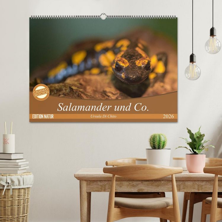 Produktbild: Salamander und Co. (Wandkalender 2026 DIN A2 quer), CALVENDO Monatskalender