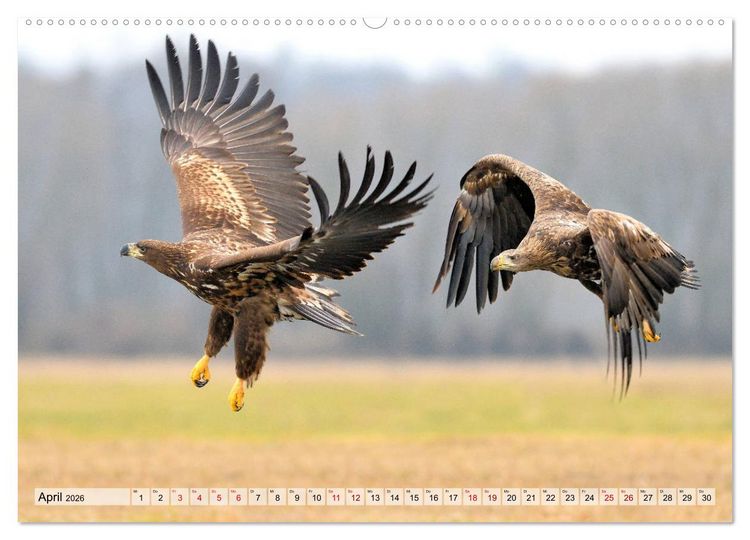 Produktbild: Majest&auml;tische Seeadler (hochwertiger Premium Wandkalender 2026 DIN A2 quer), Kunstdruck in Hochglanz