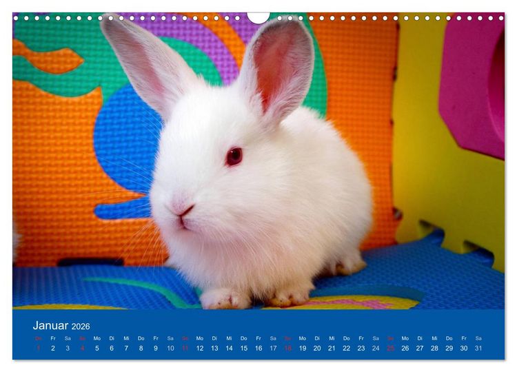 Produktbild: Lustige Kaninchen (Wandkalender 2026 DIN A3 quer), CALVENDO Monatskalender