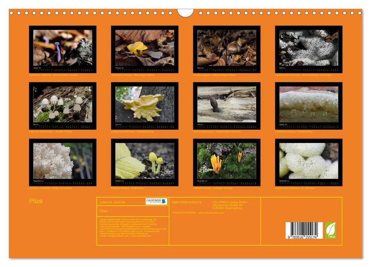 Produktbild: Pilze (Wandkalender 2026 DIN A3 quer), CALVENDO Monatskalender