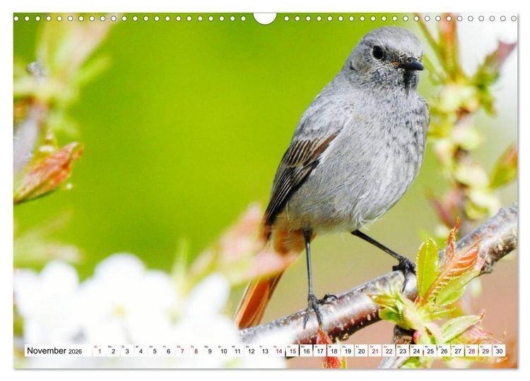 Produktbild: Vogelkalender (Wandkalender 2026 DIN A3 quer), CALVENDO Monatskalender
