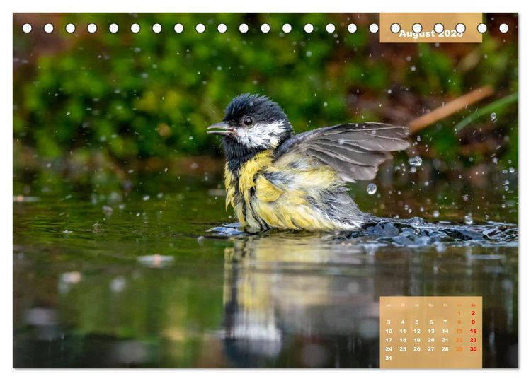 Produktbild: SINGV&Ouml;GEL - Die pr&auml;chtigen S&auml;nger in sch&ouml;nem Ambiente (Tischkalender 2026 DIN A5 quer), CALVENDO Monatskalender