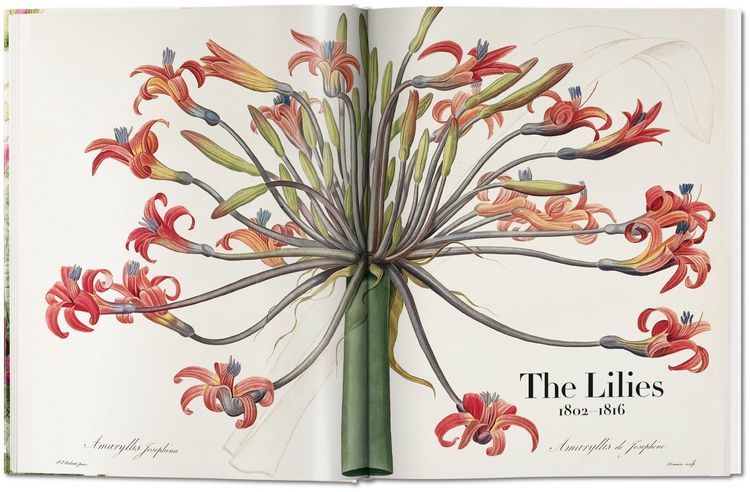 Produktbild: Redout&eacute;. The Book of Flowers