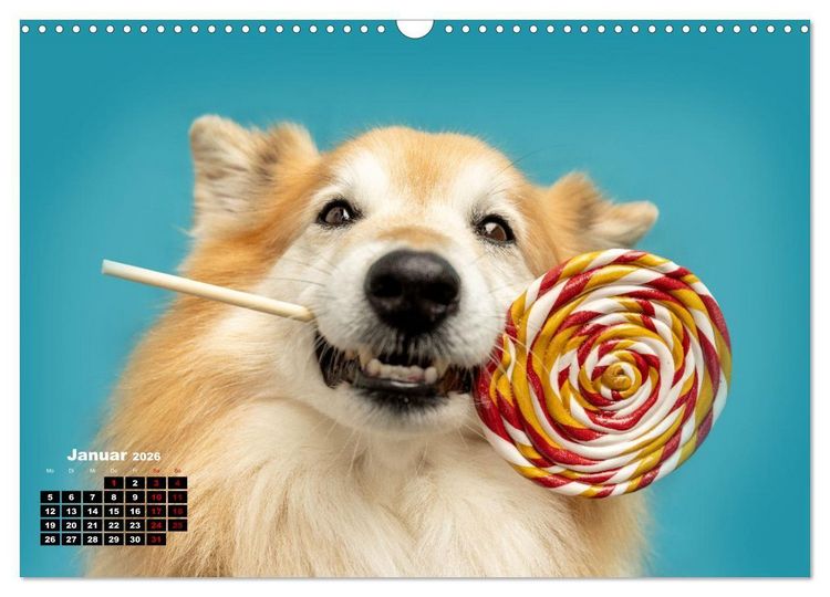 Produktbild: S&uuml;&szlig;e Schnauzen (Wandkalender 2026 DIN A3 quer), CALVENDO Monatskalender