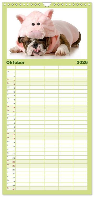 Produktbild: Familienplaner 2026 - English Bulldog XXL Models mit 5 Spalten (Wandkalender, 21 x 45 cm) CALVENDO
