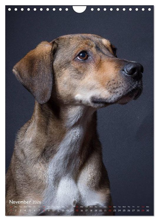 Produktbild: Dogs in Style (Wall Calendar 2026 DIN A4 portrait), CALVENDO 12 Month Wall Calendar