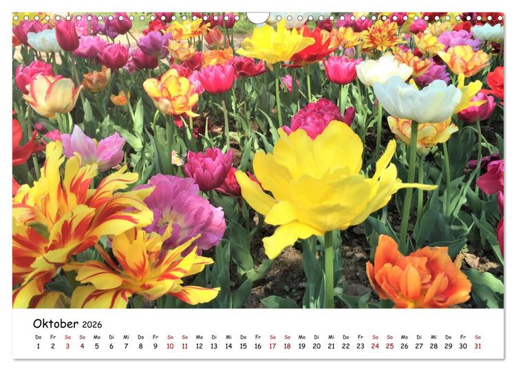 Produktbild: Tulpenbl&uuml;te in Flevoland 2026 (Wandkalender 2026 DIN A3 quer), CALVENDO Monatskalender