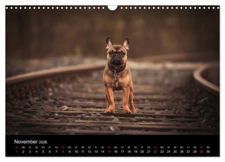 Produktbild: French Bulldog aktiv, verspielt, sportlich (Wandkalender 2026 DIN A3 quer), CALVENDO Monatskalender