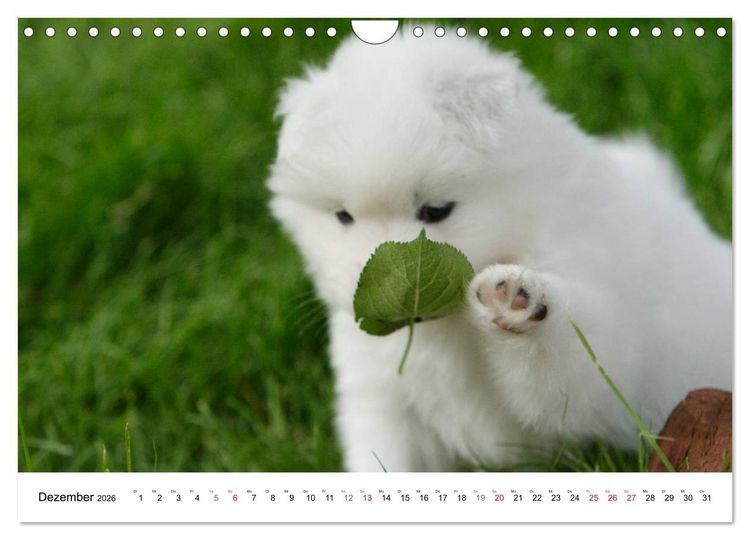 Produktbild: Samojeden Welpen (Wandkalender 2026 DIN A4 quer), CALVENDO Monatskalender