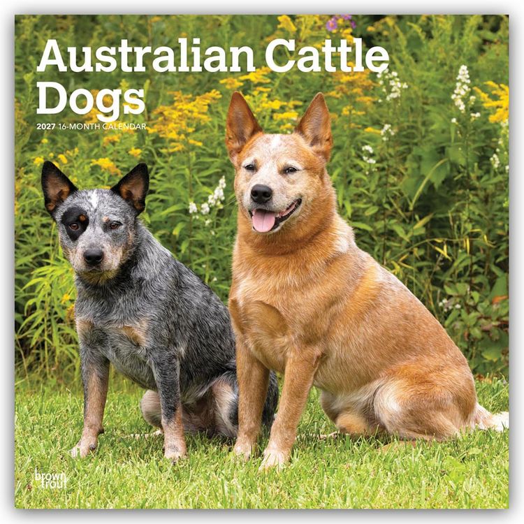 Produktbild: Australian Cattle Dogs 2027 &ndash; 16-Monatskalender