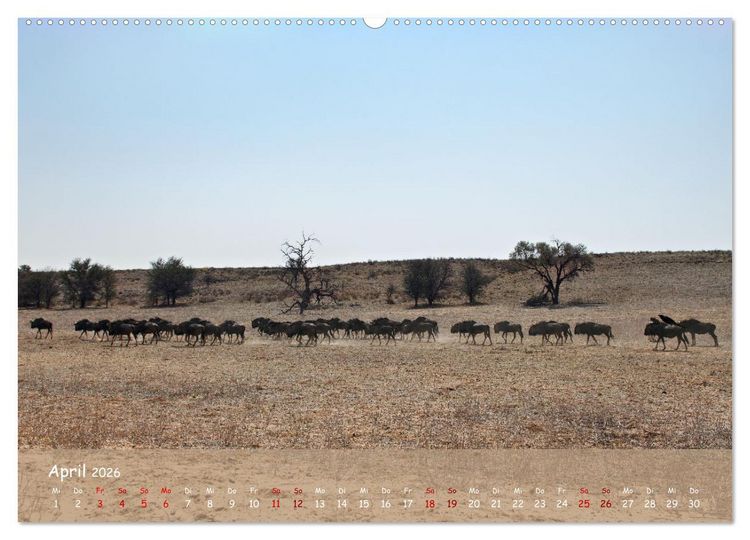 Produktbild: Kgalagadi - Fauna und Wildtiere in der Kalahari (hochwertiger Premium Wandkalender 2026 DIN A2 quer), Kunstdruck in Hochglanz