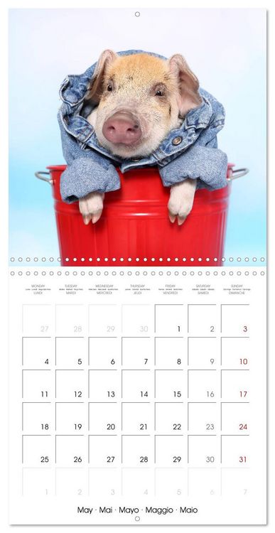 Produktbild: Sweet little piglets (Wall Calendar 2026 12 &times; 12 Inch) CALVENDO 12 Month Wall Calendar