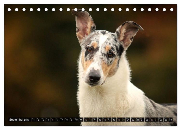 Produktbild: Smooth Collies (Tischkalender 2026 DIN A5 quer), CALVENDO Monatskalender