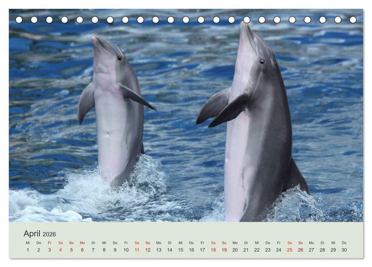 Produktbild: Die Welt der Delphine (Tischkalender 2026 DIN A5 quer), CALVENDO Monatskalender