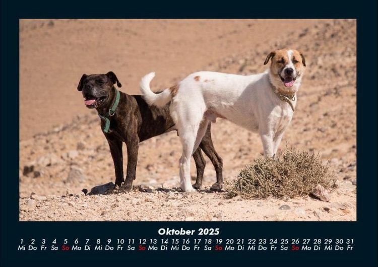 Produktbild: Hundezauber 2025 Fotokalender DIN A4