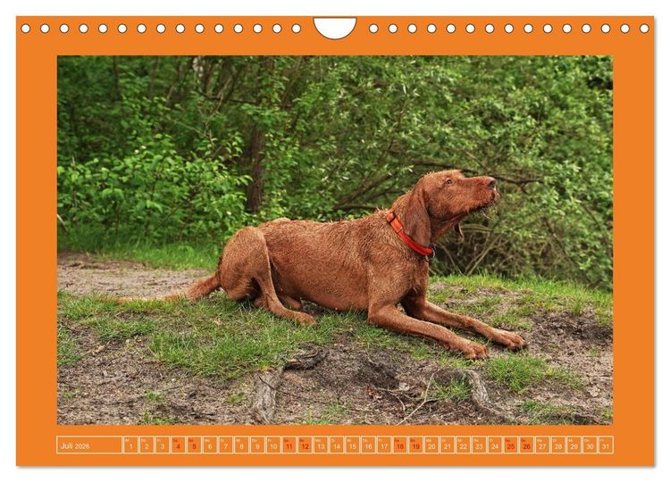 Produktbild: Faszination Magyar Vizsla (Wandkalender 2026 DIN A4 quer), CALVENDO Monatskalender