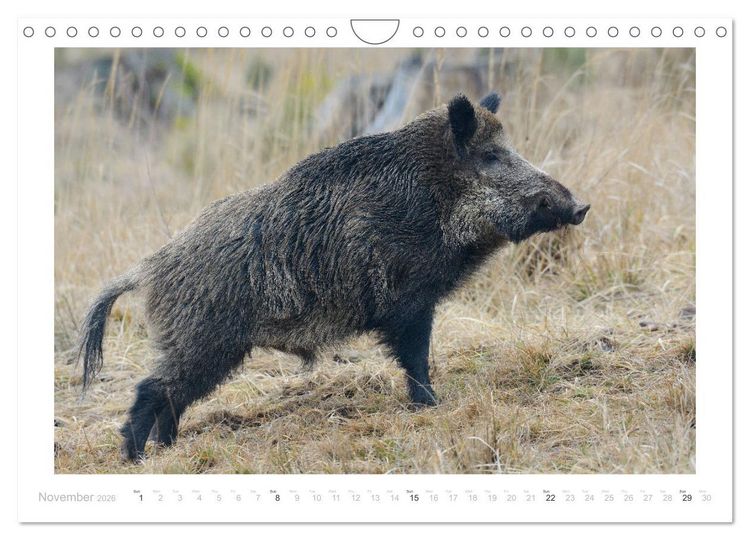 Produktbild: Wild Boars (Wall Calendar 2026 DIN A4 landscape), CALVENDO 12 Month Wall Calendar